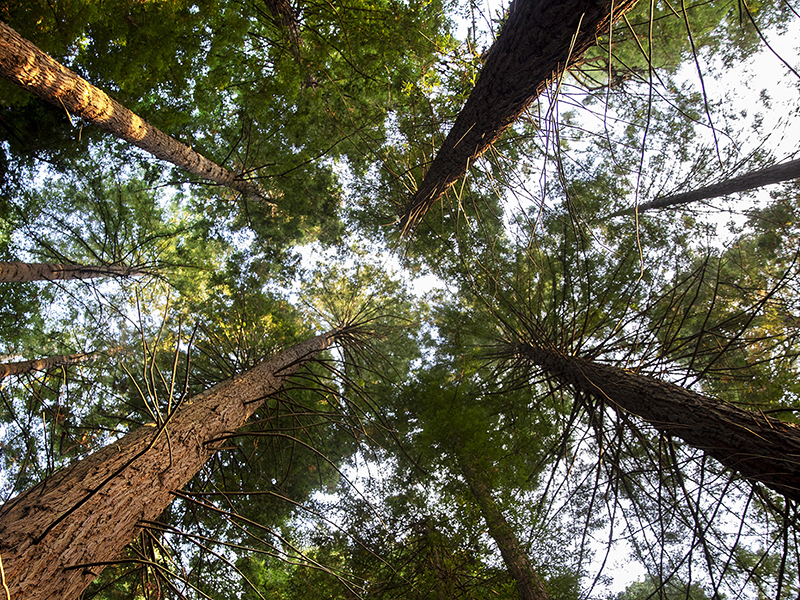 Grands arbres vus du dessous